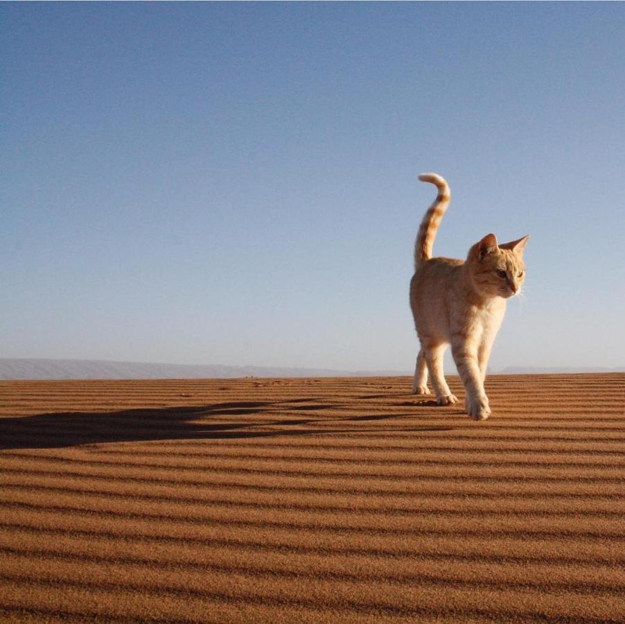 Chegaga Desert Trips Camp محاميد الغزلان المظهر الخارجي الصورة