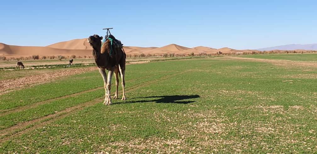 Chegaga Desert Trips Camp محاميد الغزلان المظهر الخارجي الصورة